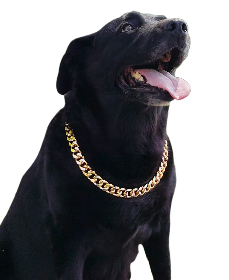 Dog with classycollar gold Cuban dog collar