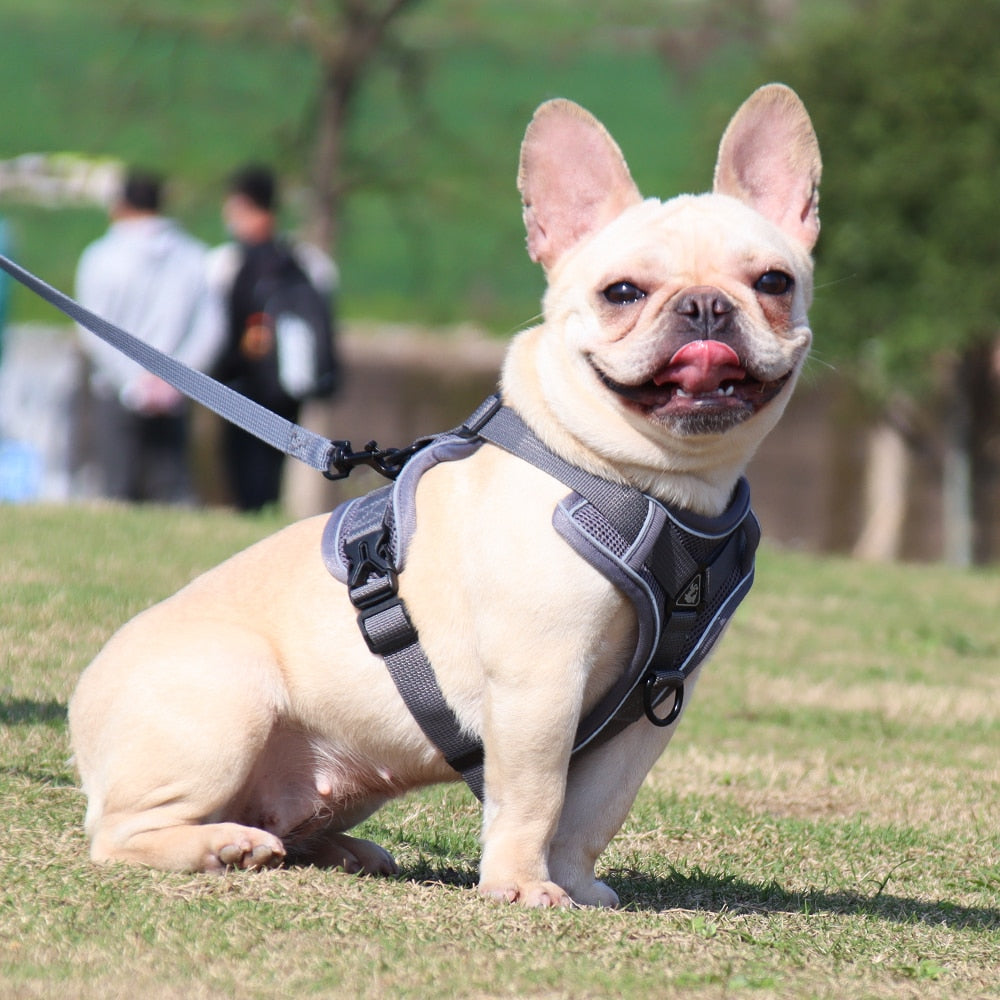 HappyHarness by ClassyCollar: The Ultimate Dog Vest Harness for Safety and Comfort