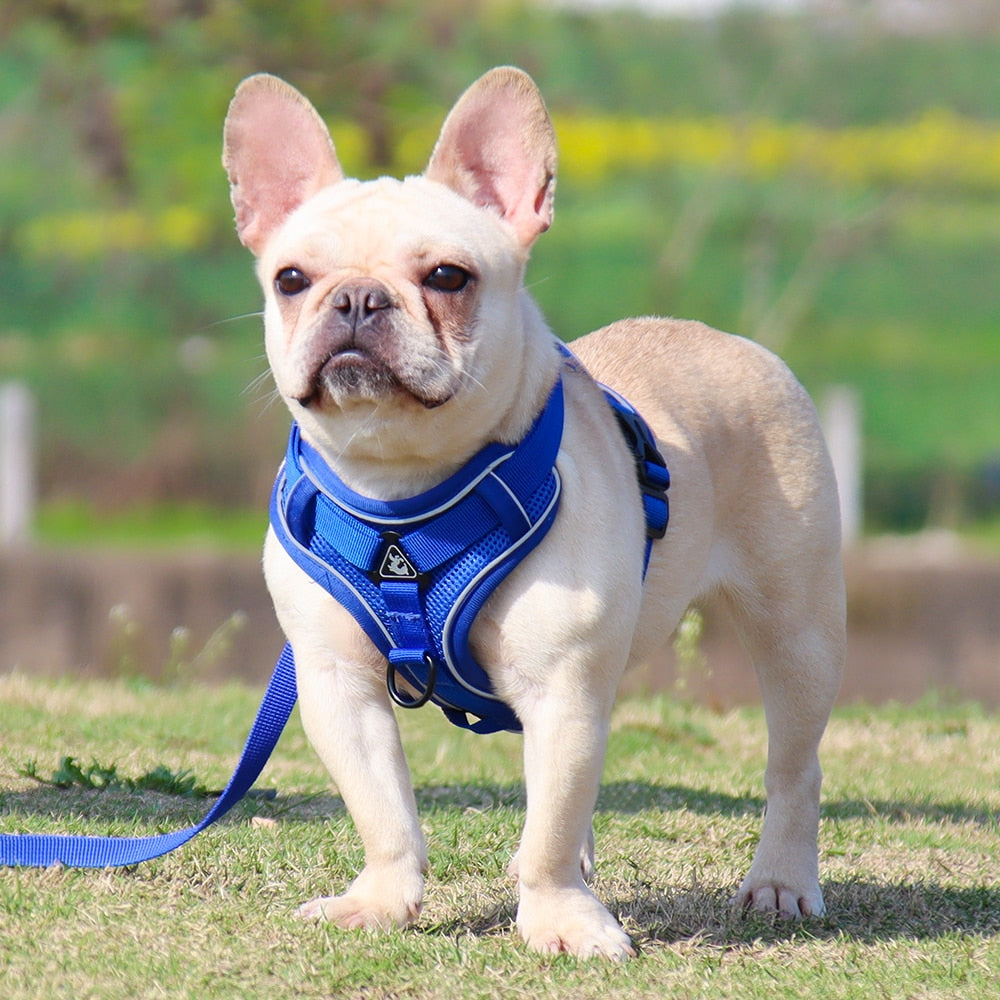 HappyHarness by ClassyCollar: The Ultimate Dog Vest Harness for Safety and Comfort