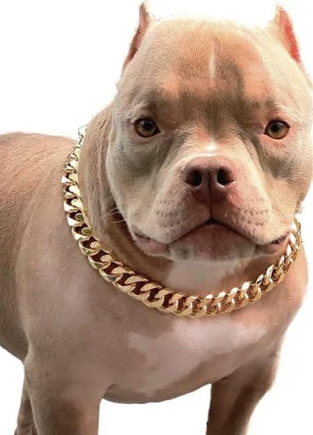 Dog with gold dog collar