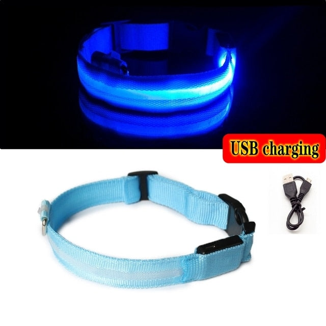 LED dog collar blue